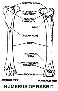 369_humerus rabbit.png